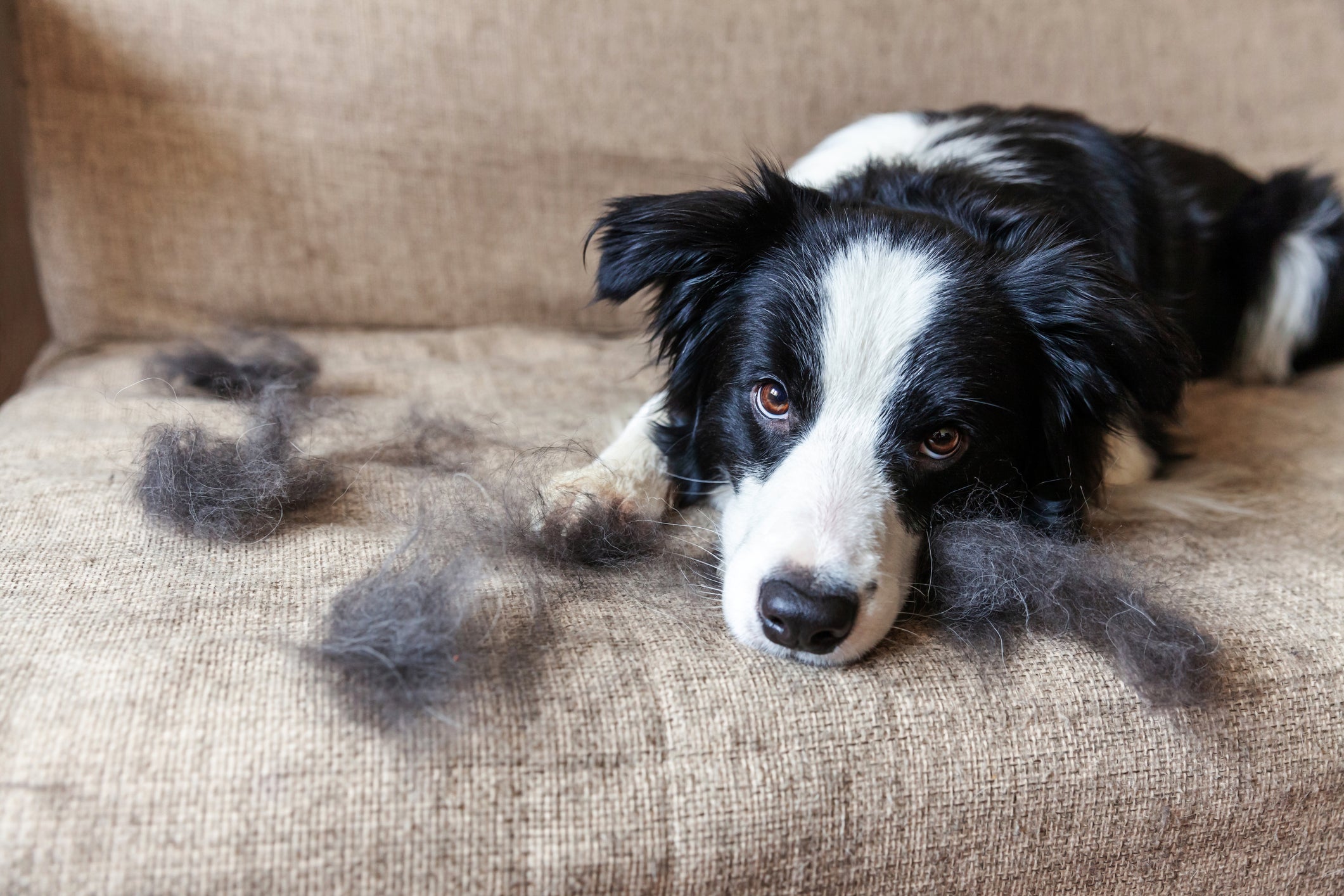 管理狗狗的掉毛:寵物飼主的快速指南